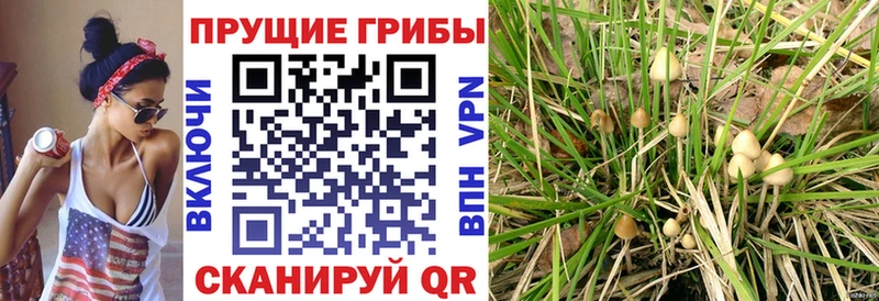 наркошоп  Калининград  Галлюциногенные грибы MAGIC MUSHROOMS 